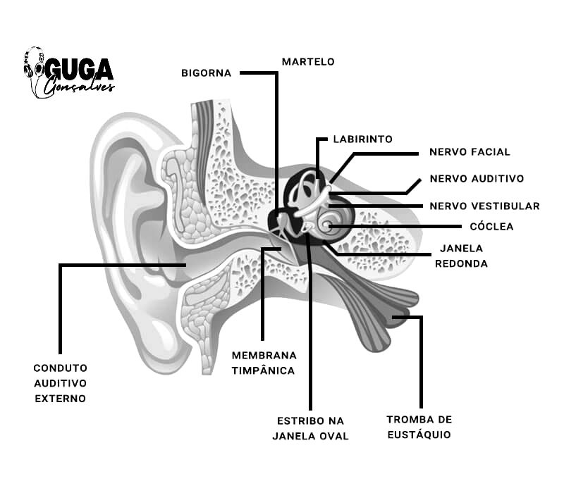 desenho de aula de anatomia do aparelho auditivo; otorrinolaringologista, fonoaudiólogo. 