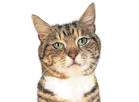 Model Cat