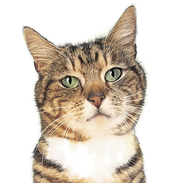 Tabby Cat Portrait