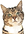 faded picture of a cat