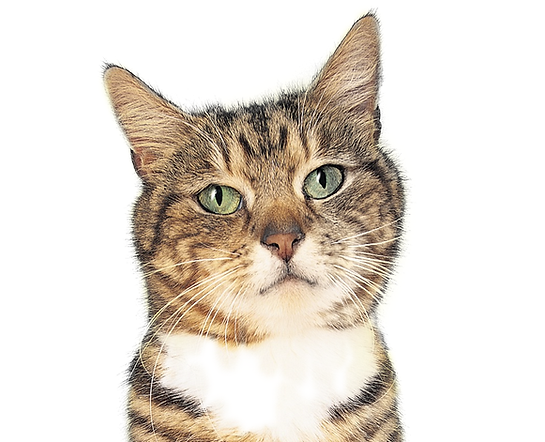 Model Cat