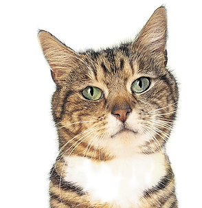 Model Cat