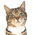 modèle Cat