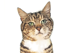 A Cat