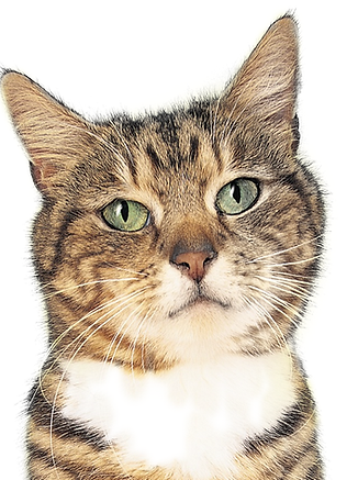 Model Cat