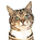 Model Cat