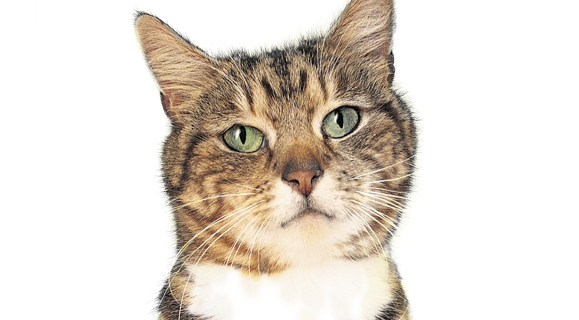 Model Cat