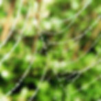 Telaraña con gotas de agua