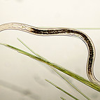 Plant-Parasitic-Nematodes-and-Strategies-for-Crop-Protection.jpg