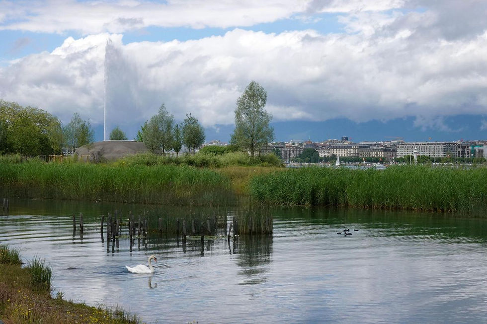 Sortie nature - Les animaux du lac