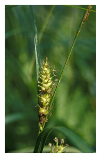 Carex trichocarpa, photographed by Andrew Hipp at Governor Dodge State Park in Wisconsin, makes a great plant for rain gardens.