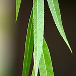 willow_leaves_full.jpg