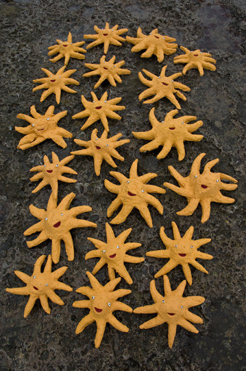 フサトゲニチリンヒトデ