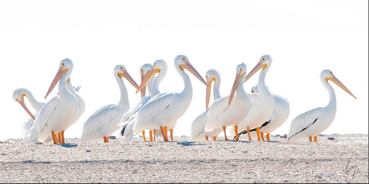 White Pelicans on Duck Road