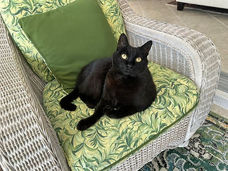black cat on chair