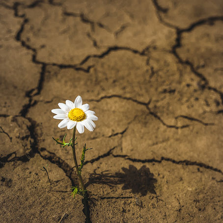 Bamidbar: To be a Desert in Bloom