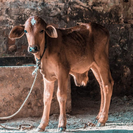 Behar-Bechukotai: Animal Sacrifice