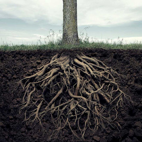 Behaalotecha: On Religion and Roots