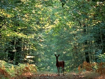 Ree, bos, Frankrijk, Natuur, Wild