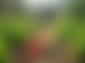 Growing Vegetables for Donation: Get Involved Today!