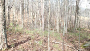 Processing War: Pickett's Mill Diary Entries of Thomas H. Williams, 1st Tennessee Cavalry(Wheeler’s)