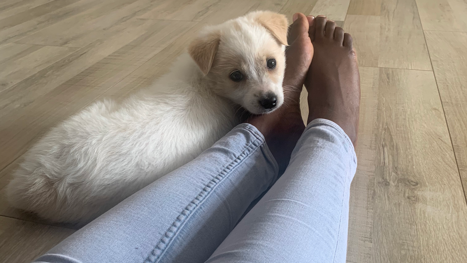 Labor Day 2021: A Day Trip and a Rescue Dog