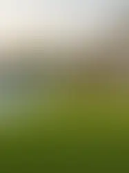 Artificial Turf Lawn Prices in Dubai: What Homeowners Should Know