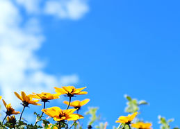 さわやかな空と花