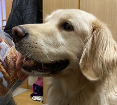 犬