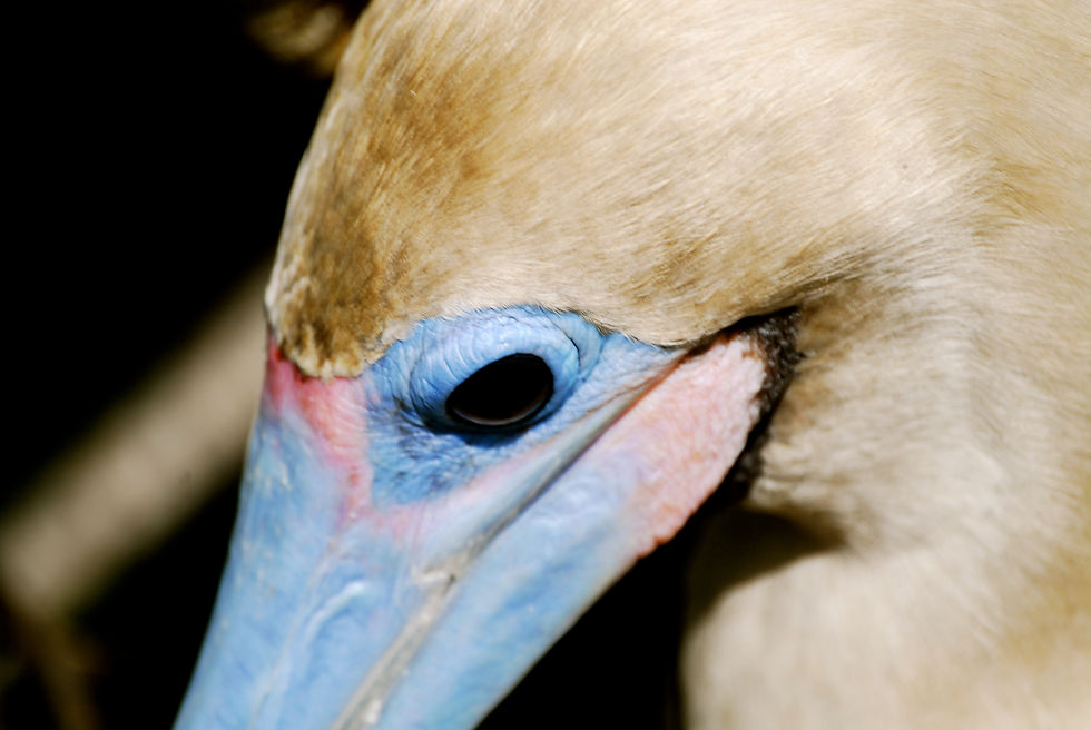 Red-footed boobie