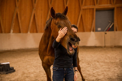 osteopathische_behandlung_pferd.jpg