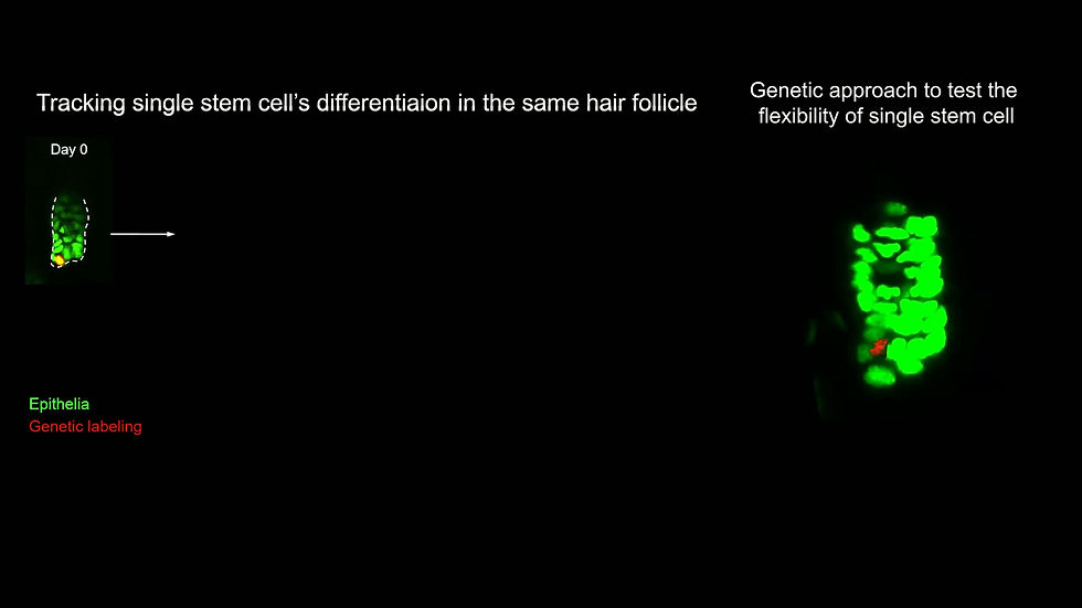 Tracking and manipulating single stem cells