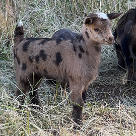 IMG_1515.HEIC