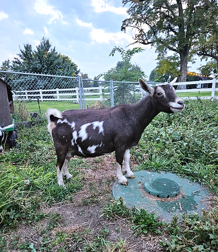 Attachment 4_edited.png