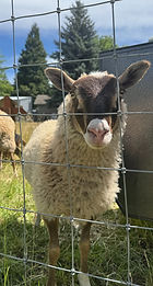 finn sheep lamb