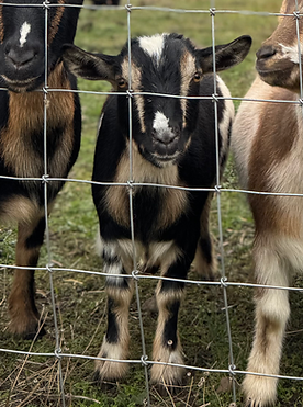 Quail Song Tigerlilly Nigerian Dwarf Goat