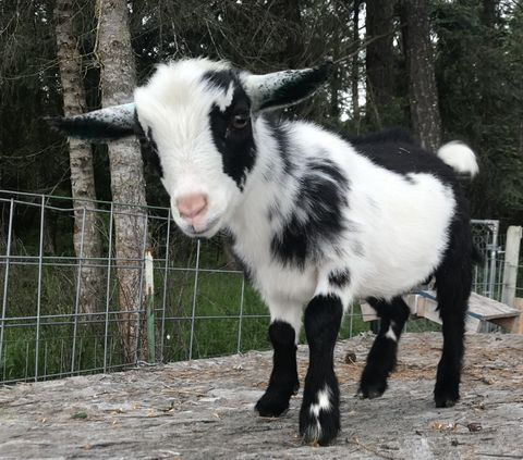 DLMG Farms ATL Thunder Meadows