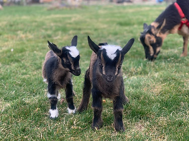 baby goat kids