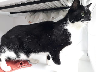 Fundkatze vom 24.02.2021