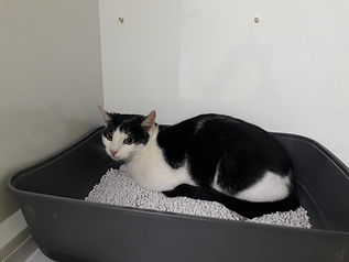 Fundkatze vom 21.06.2021
