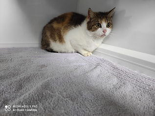 Fundkatze vom 07.04.2021 (1)