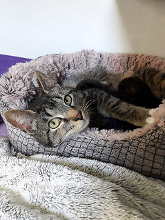 Fundkatze vom 06.05.2021