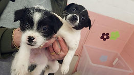 Gefangen in einer Plastikbox: Zwei Hundewelpen in Cuxhaven ausgesetzt