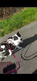 Straßenhund Rico hatte es nicht immer leicht