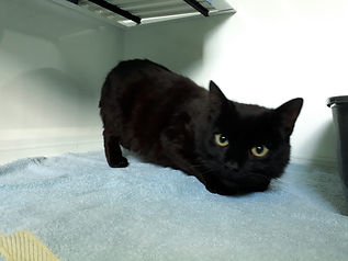 Fundkater vom 21.06.2021