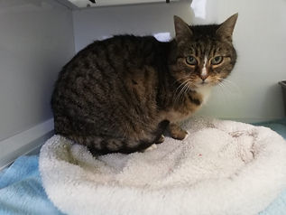 Fundkatze vom 28.02.2021