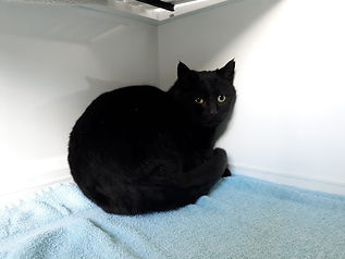 Fundkatze vom 17.03.2021