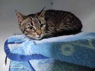 Fundkatze vom 07.04.2021