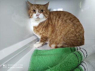 Fundkater vom 07.04.2021