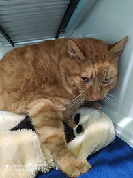 Fundkater vom 01.02.2021